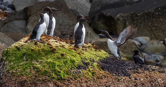 Araos comunes posados en un terraplén rocoso junto al océano