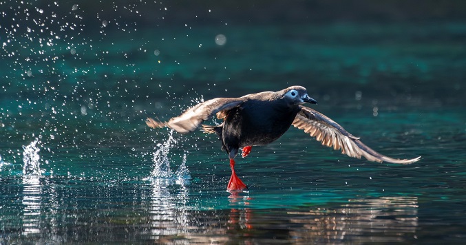 Foto de un arao de anteojos deslizándose por la superficie del océano tomada por el señor Terasawa.